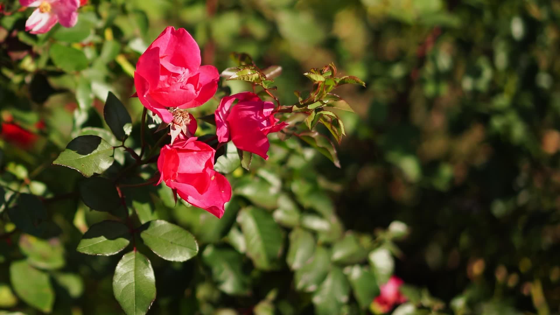 美丽的玫瑰自然背景视频的预览图