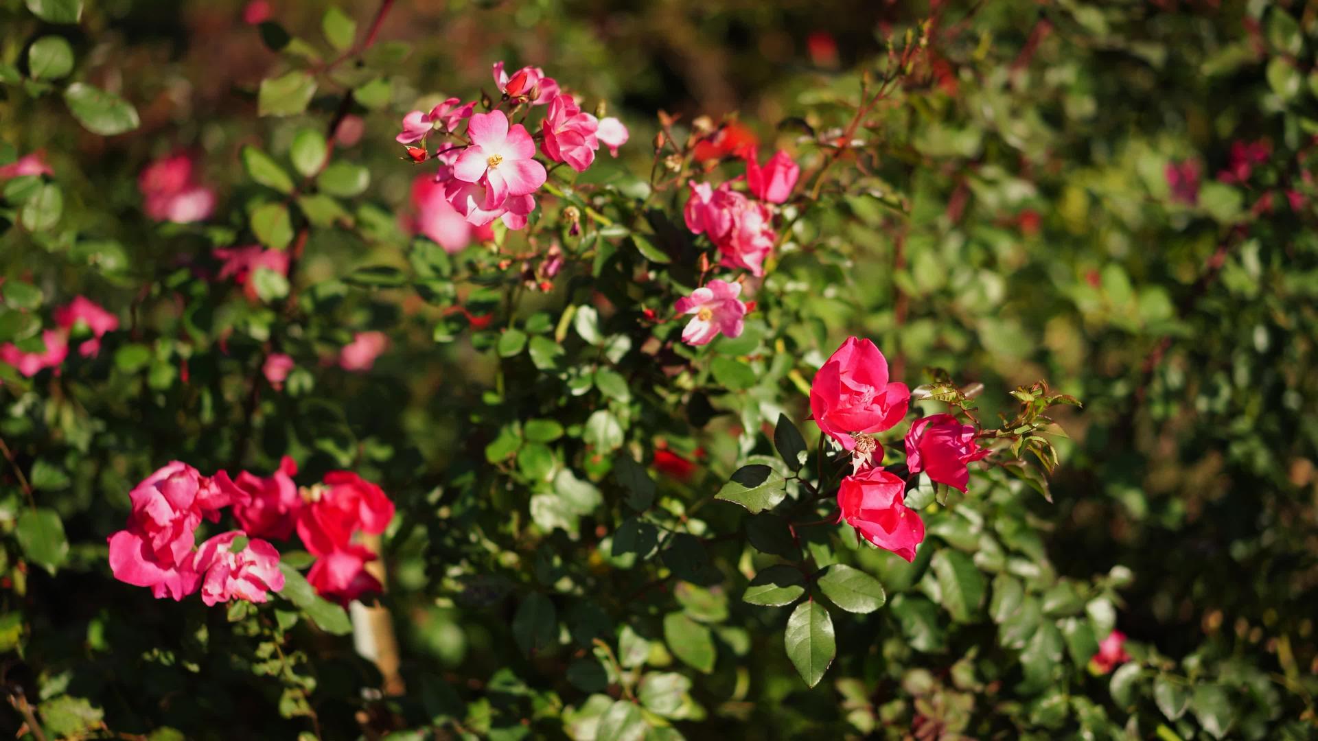 美丽的玫瑰自然背景视频的预览图