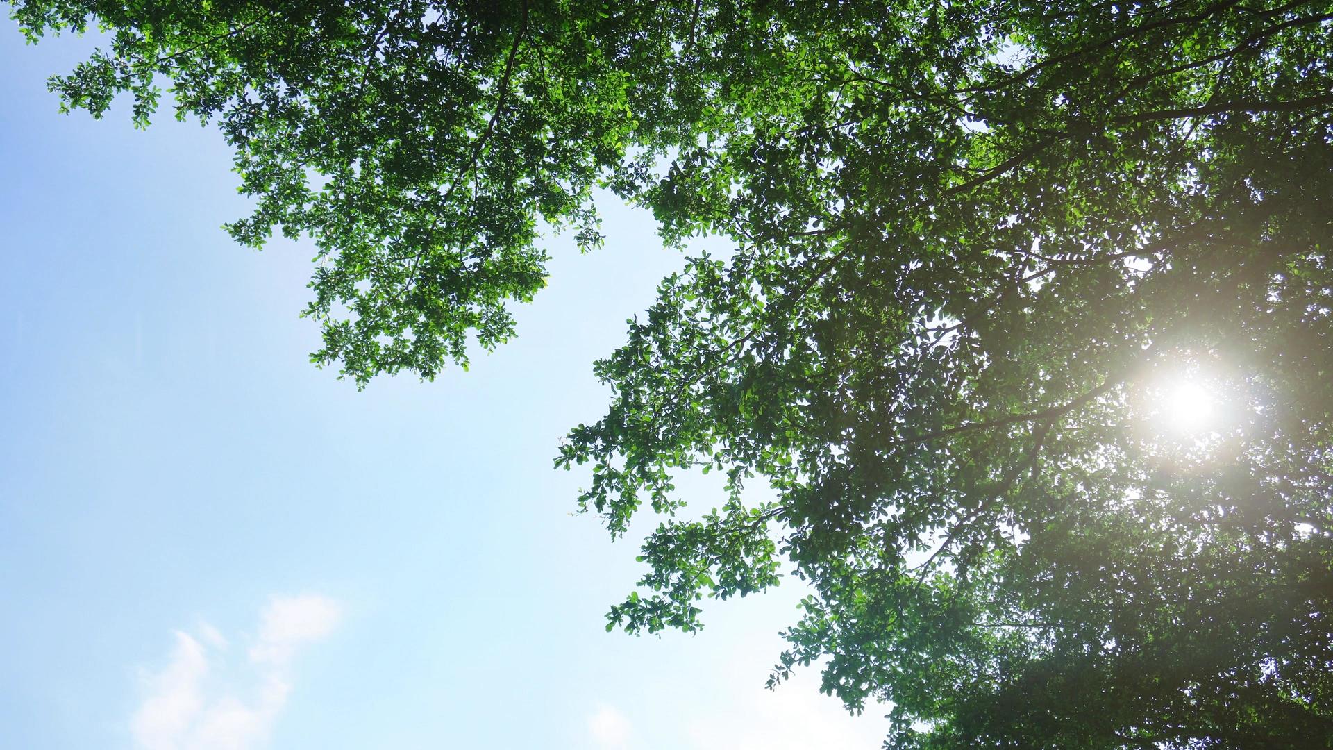 盛夏大自然绿色树叶视频的预览图
