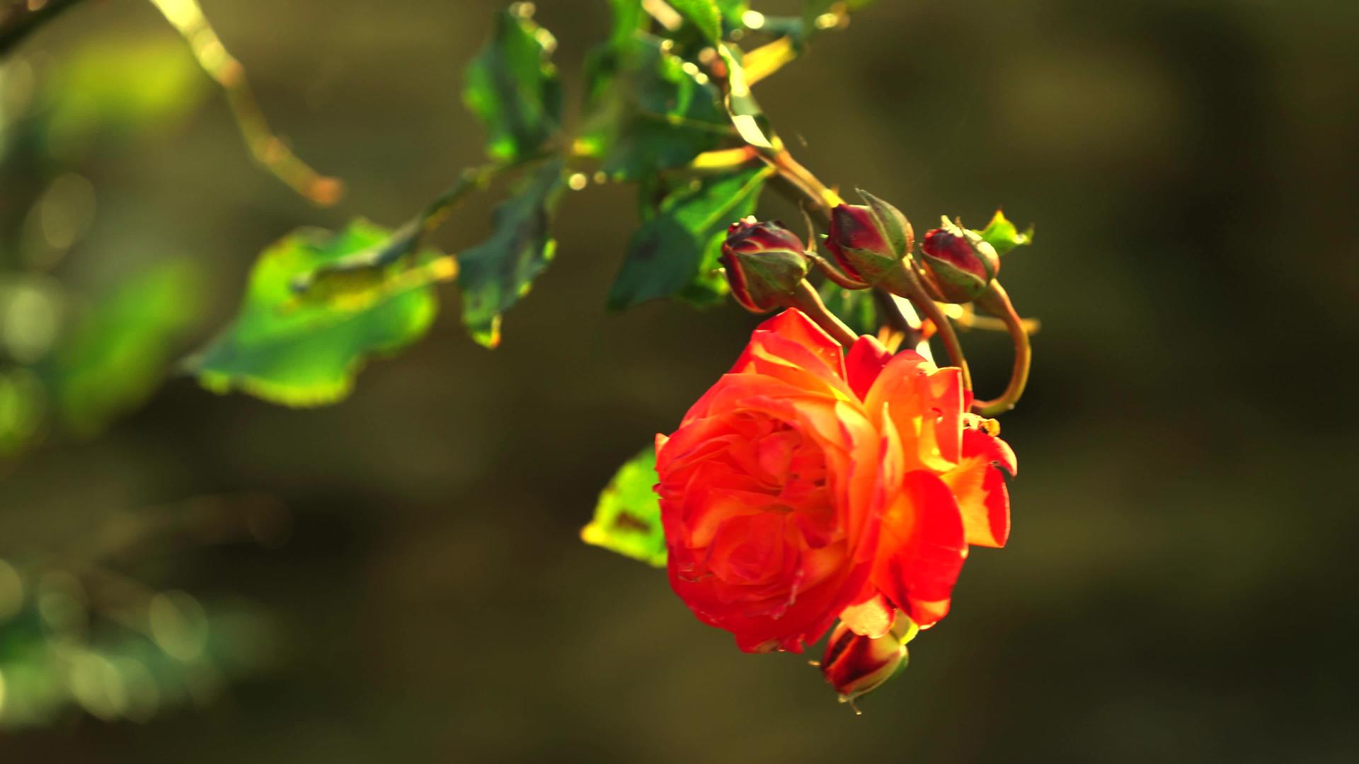 优雅的橙色玫瑰背景模糊bokeh视频的预览图