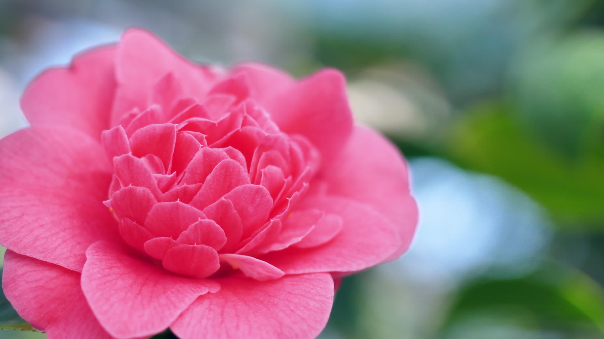私人花园里美丽的玫瑰视频的预览图