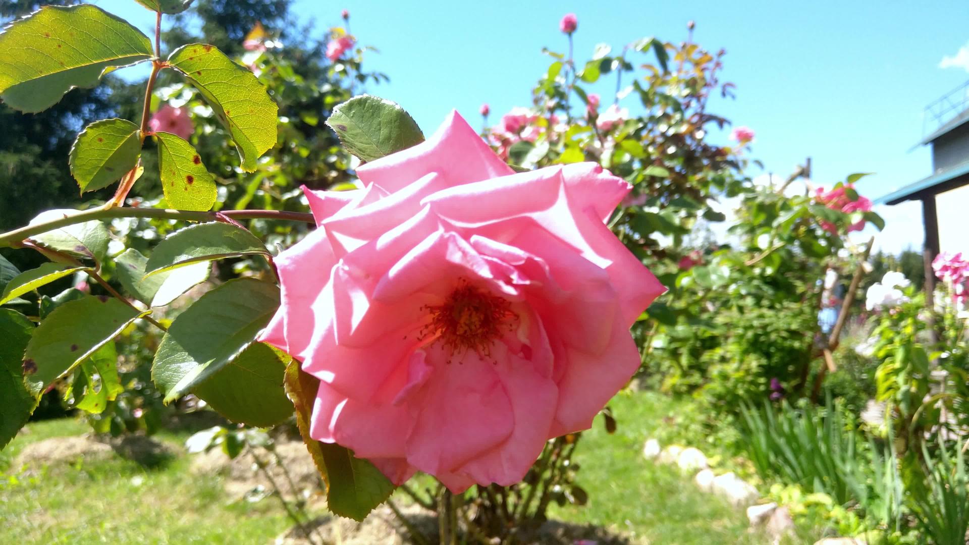 花园里有粉色花朵的灌木丛微风明媚日子明媚视频的预览图