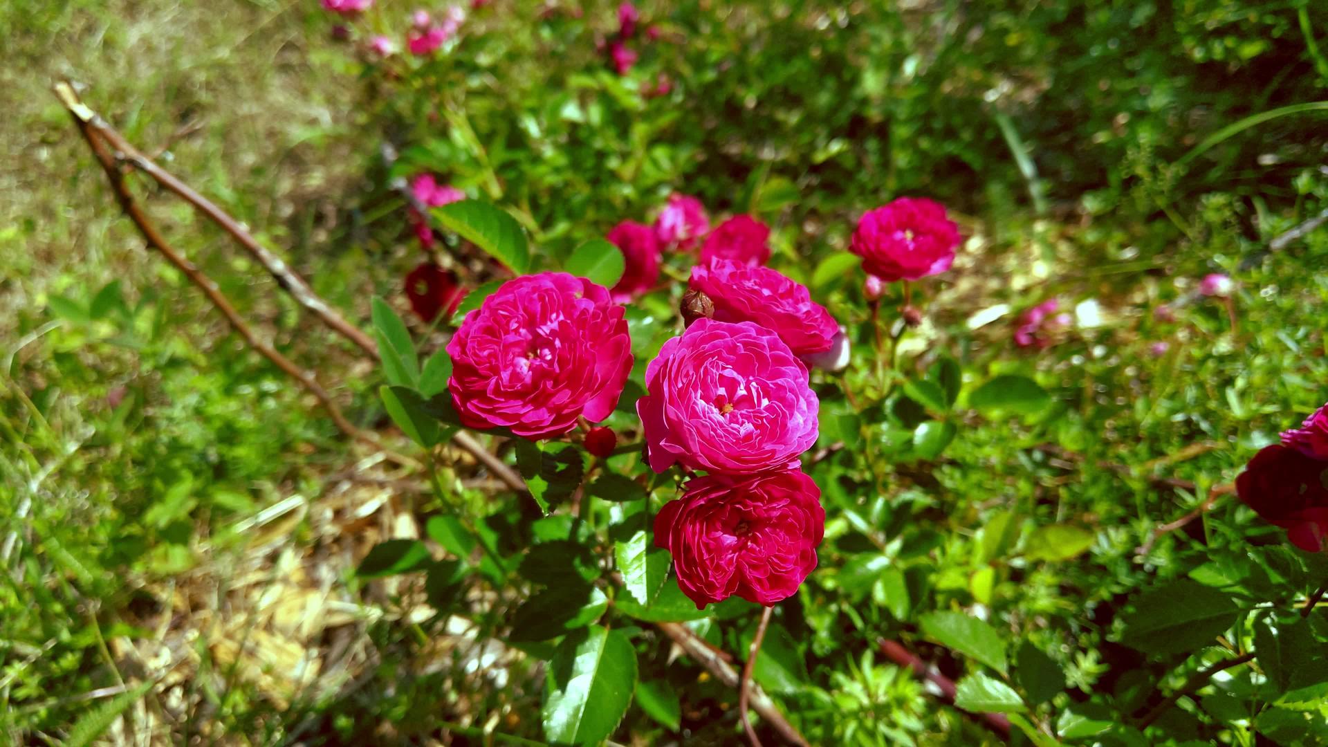 在阳光明媚的一天花中有粉红色的玫瑰视频的预览图