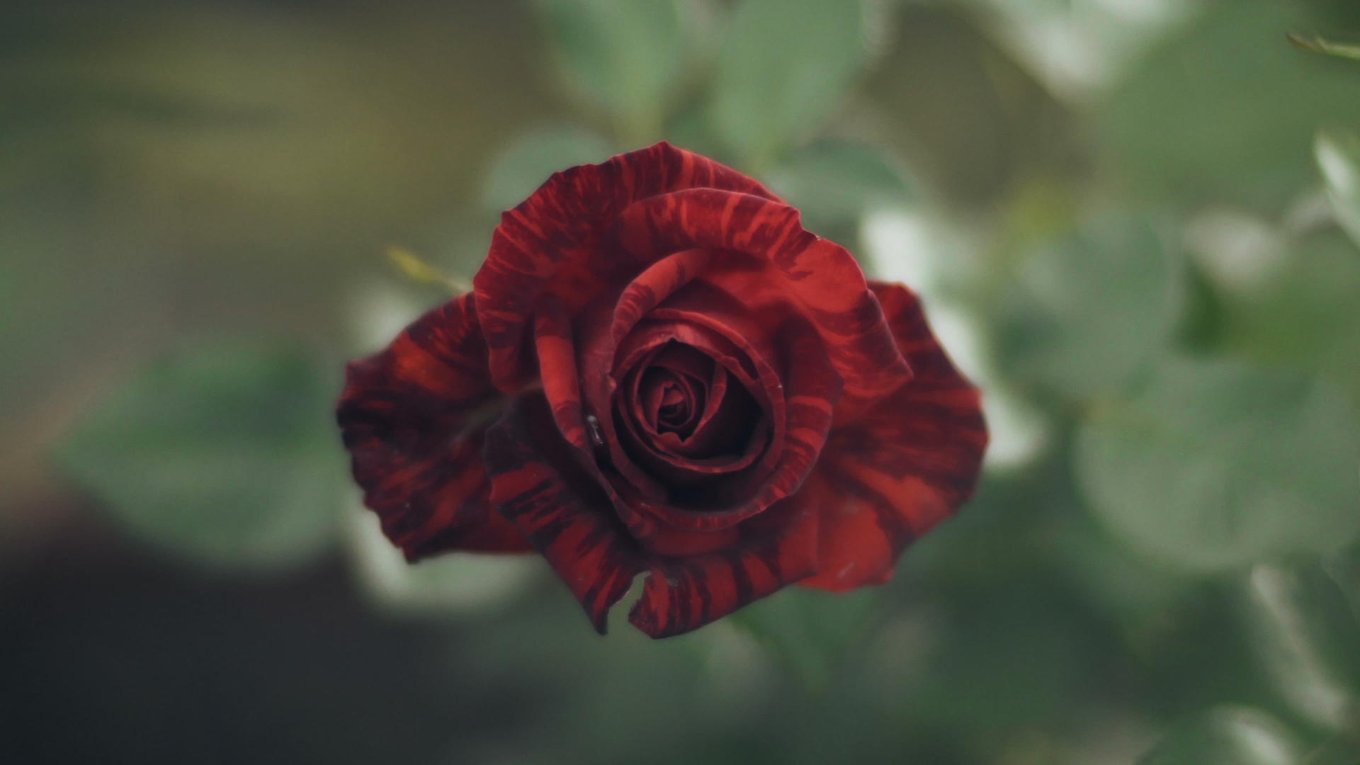 风中美丽的红玫瑰视频的预览图