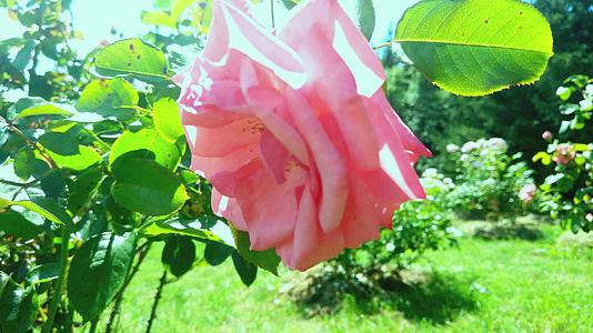 在阳光明媚的一天花中有粉红色的玫瑰视频的预览图