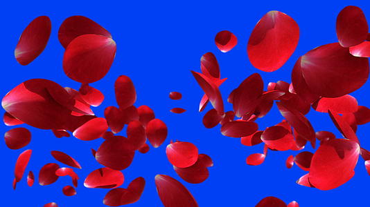 玫瑰花瓣在蓝色屏幕上缓慢飞动视频的预览图