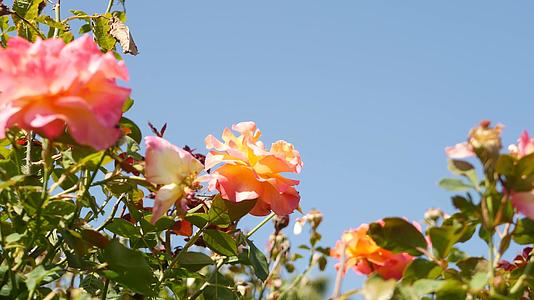 英国玫瑰园玫瑰园花卉背景嫩花盛开蜜蜂采花粉念珠花坛视频的预览图