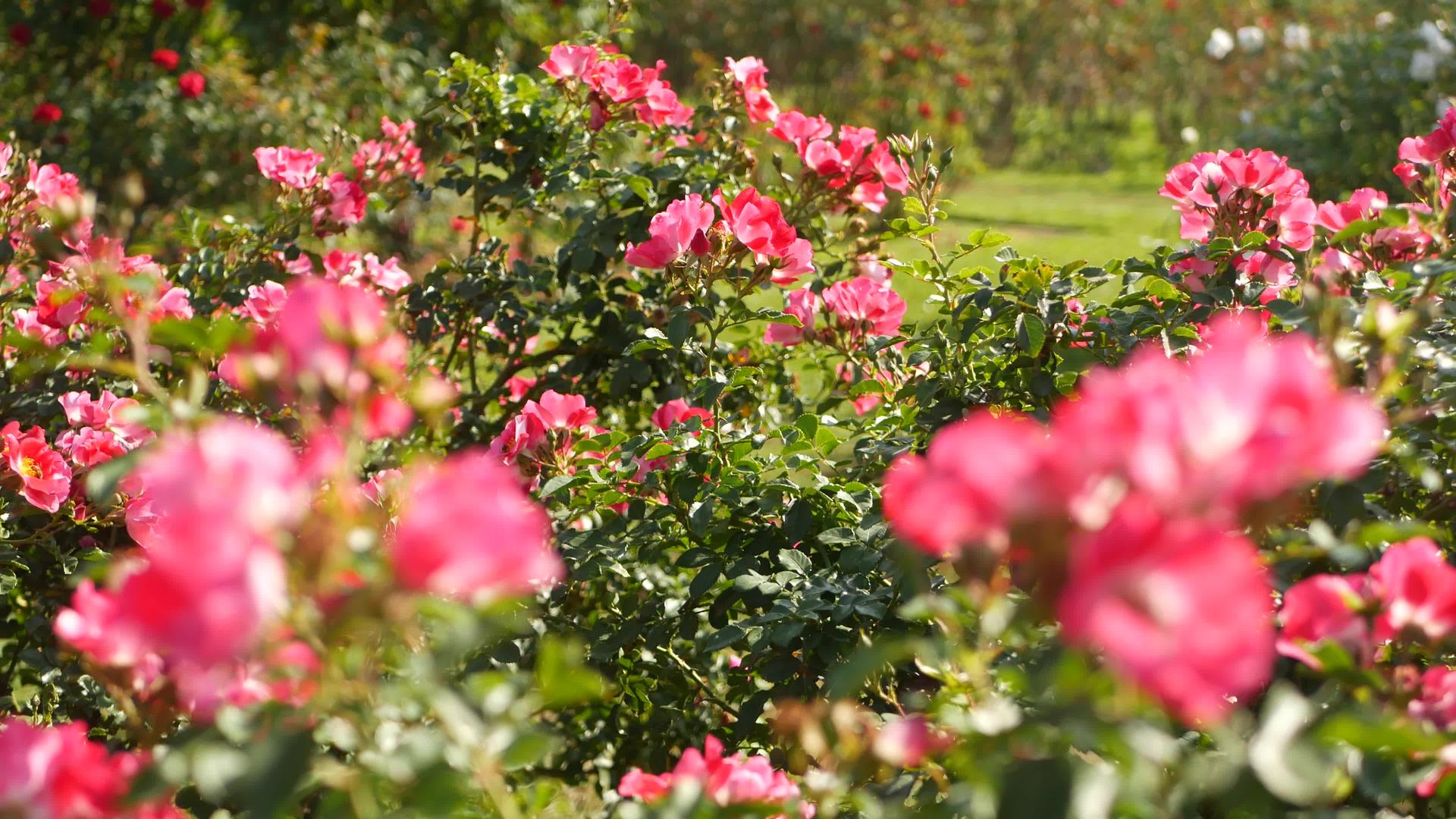 英国玫瑰园玫瑰园花卉背景嫩花盛开 蜜蜂采花粉 念珠花坛视频的预览图