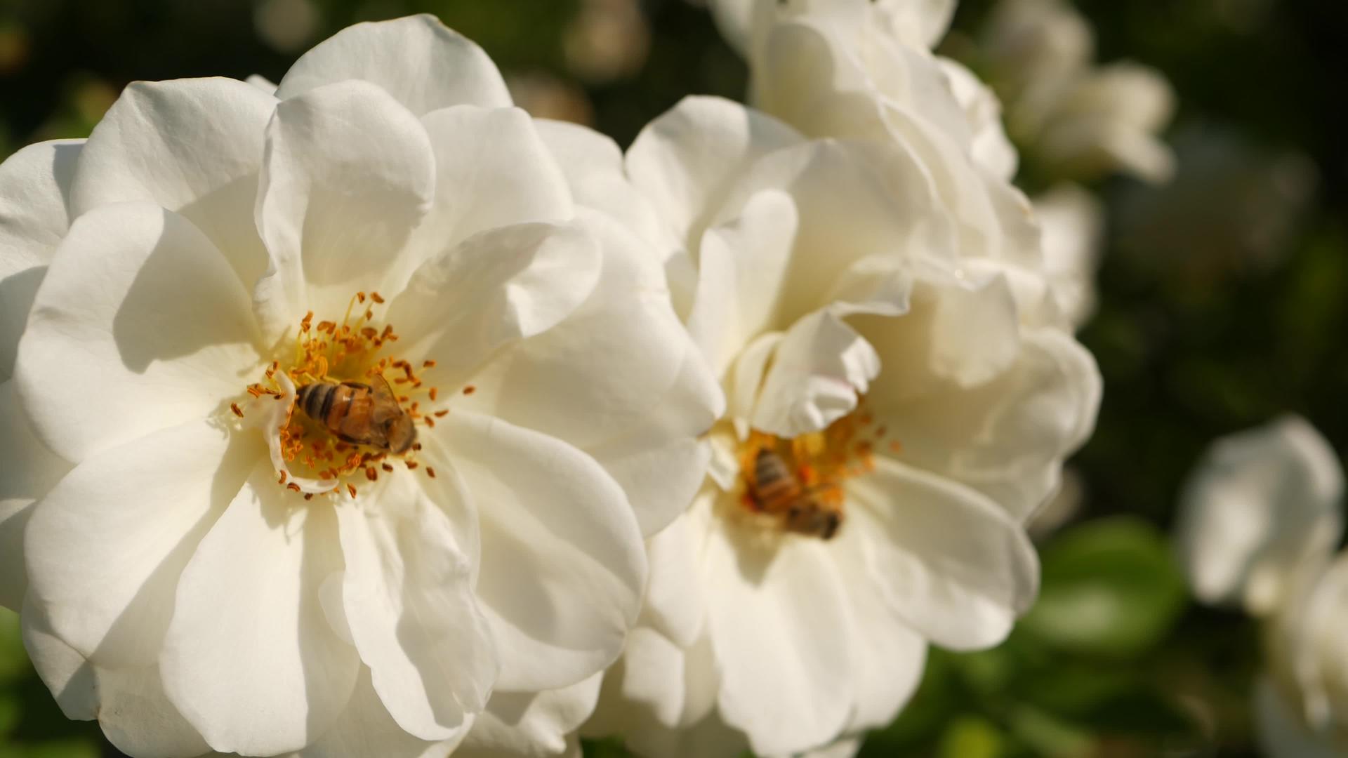 英国玫瑰园玫瑰园花卉背景嫩花盛开蜜蜂采花粉念珠花坛视频的预览图