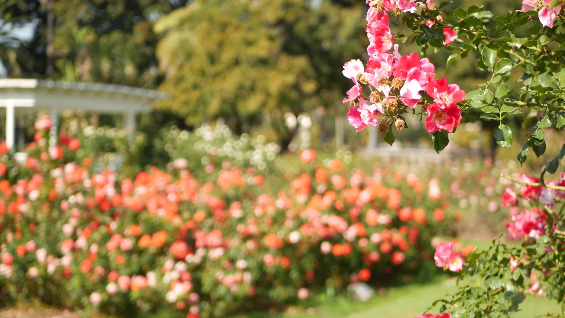 英国玫瑰园玫瑰园花卉背景嫩花盛开蜜蜂采花粉念珠花坛视频的预览图