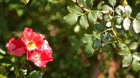 英国玫瑰园玫瑰园花卉背景嫩花盛开蜜蜂采花粉念珠花坛视频的预览图