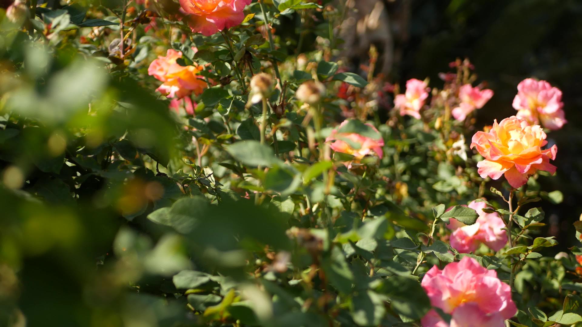 英国玫瑰园玫瑰园花卉背景嫩花盛开蜜蜂采花粉念珠花坛视频的预览图