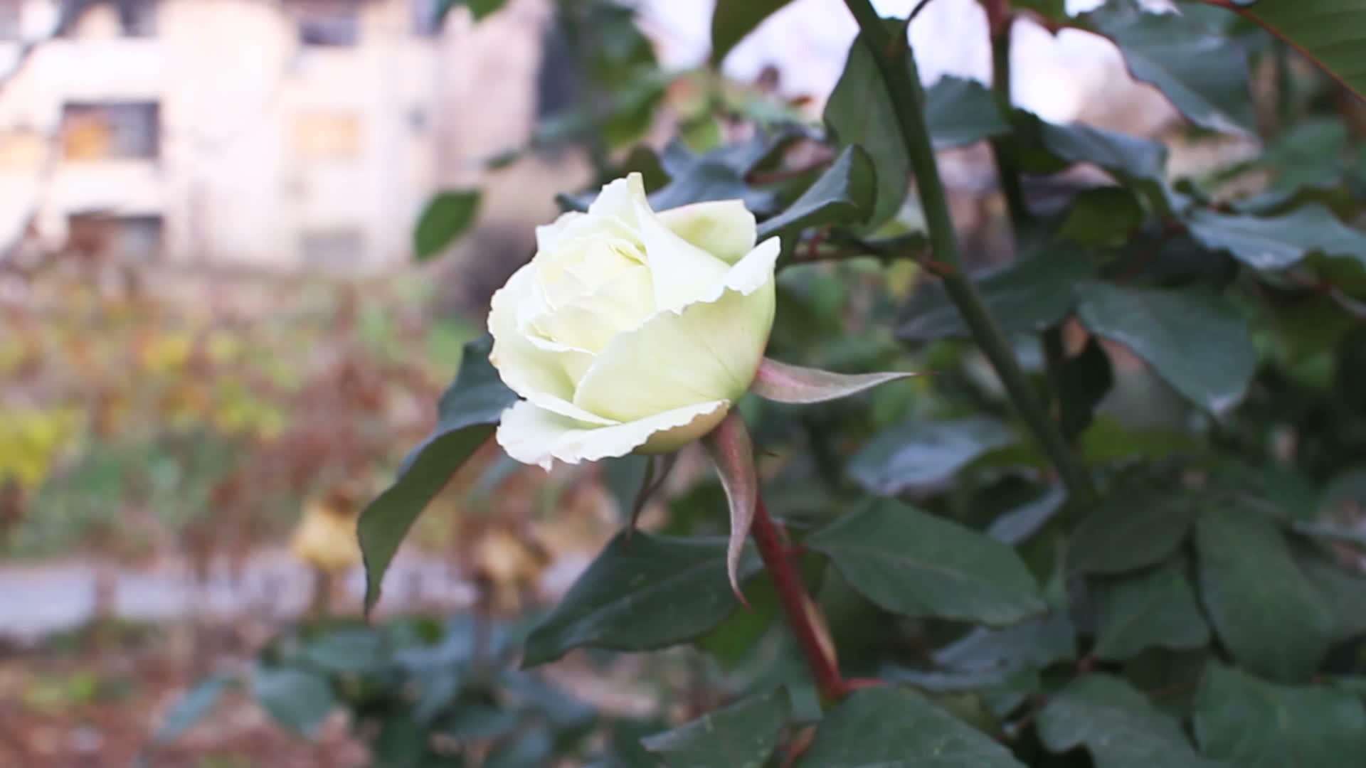公园里的玫瑰视频的预览图