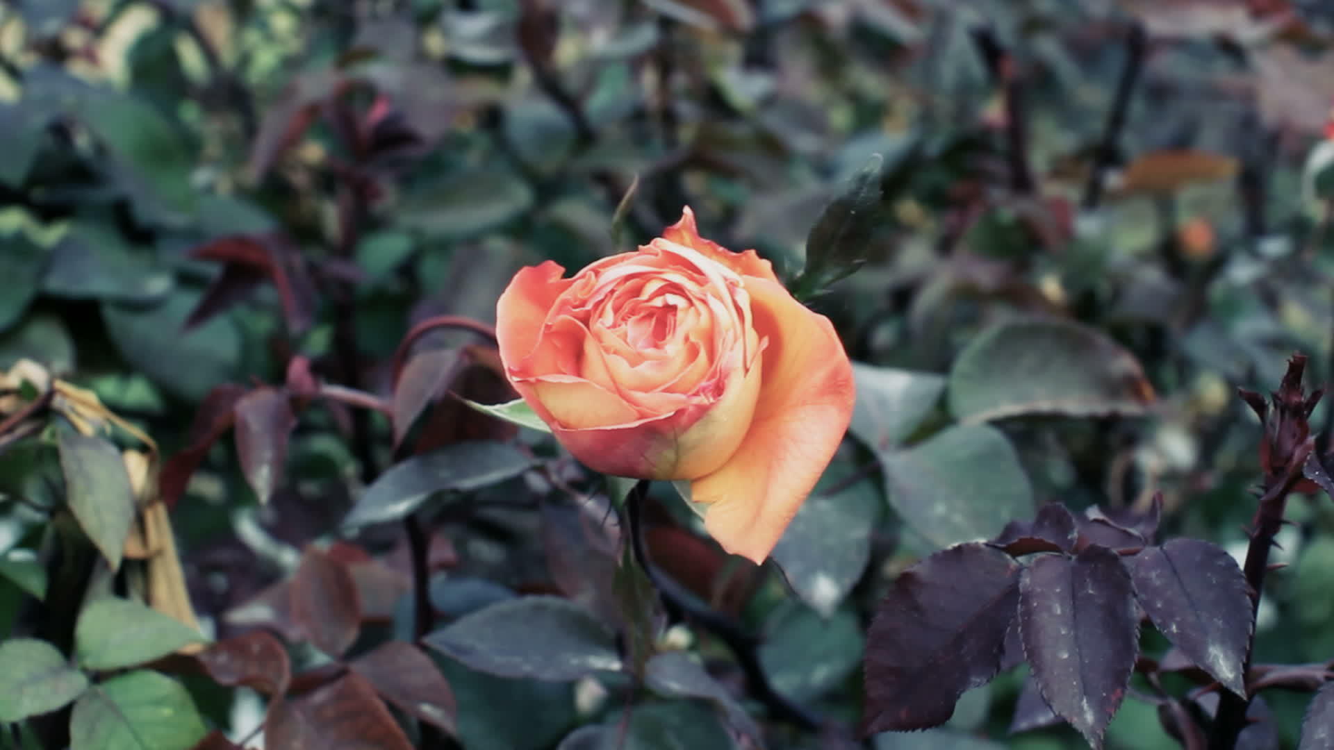 公园里的玫瑰视频的预览图