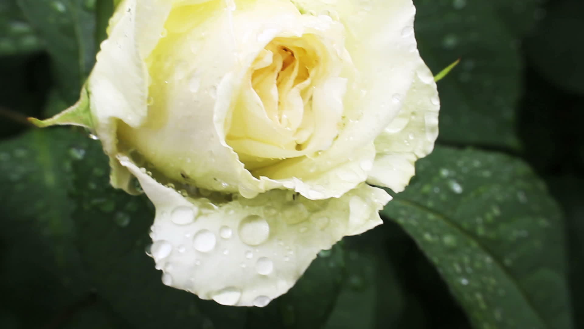 花园里的白玫瑰视频的预览图