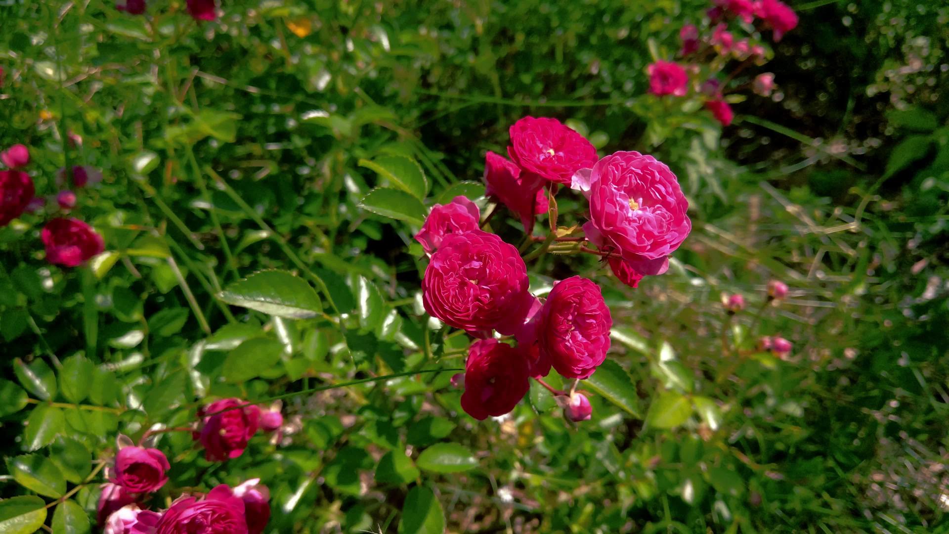 一朵美丽的红玫瑰在花园里在风中摇摆视频的预览图