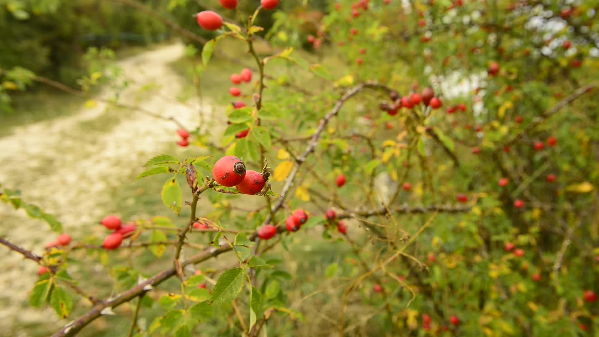 秋天在德国灌木丛中盛开着成熟的玫瑰臀部视频的预览图