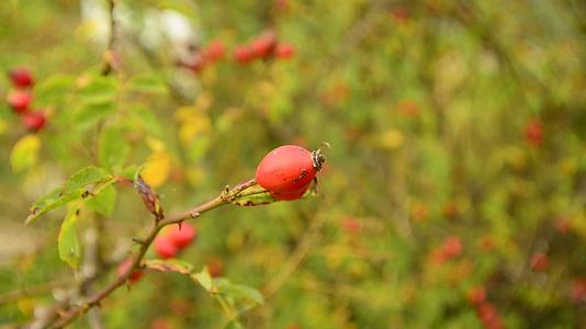 秋天在德国灌木丛中盛开着成熟的玫瑰臀部视频的预览图