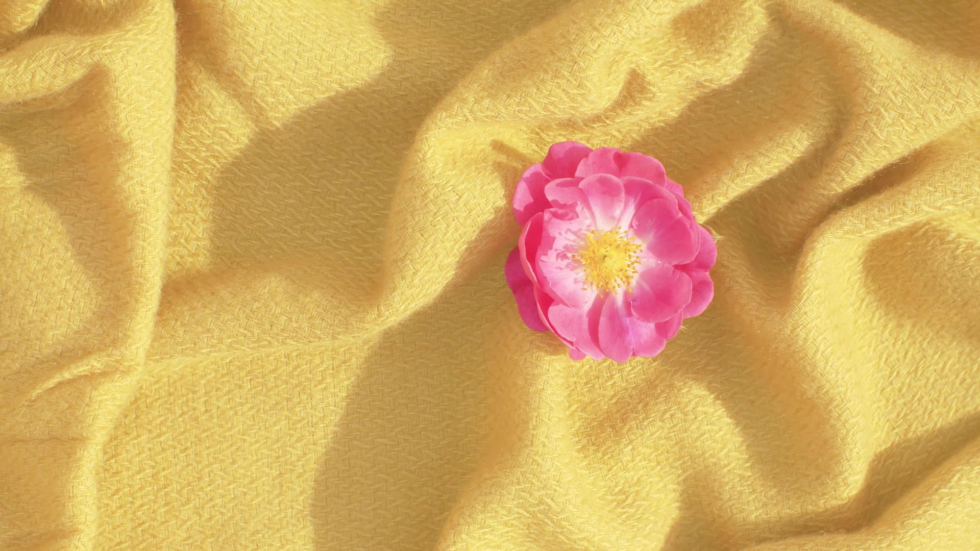 黄色织物上的玫瑰视频的预览图