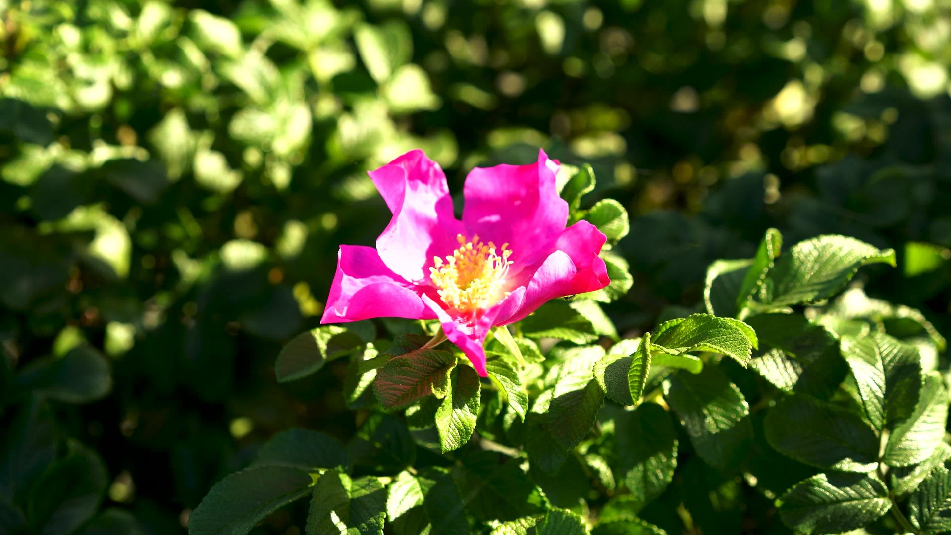 自然背景和粉色花野玫瑰视频的预览图