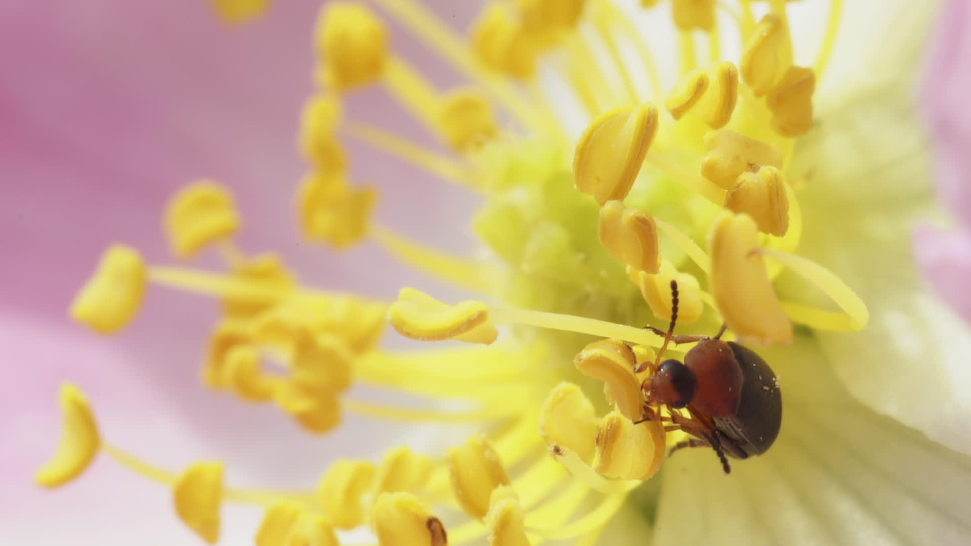 小甲虫在狗的花上视频的预览图