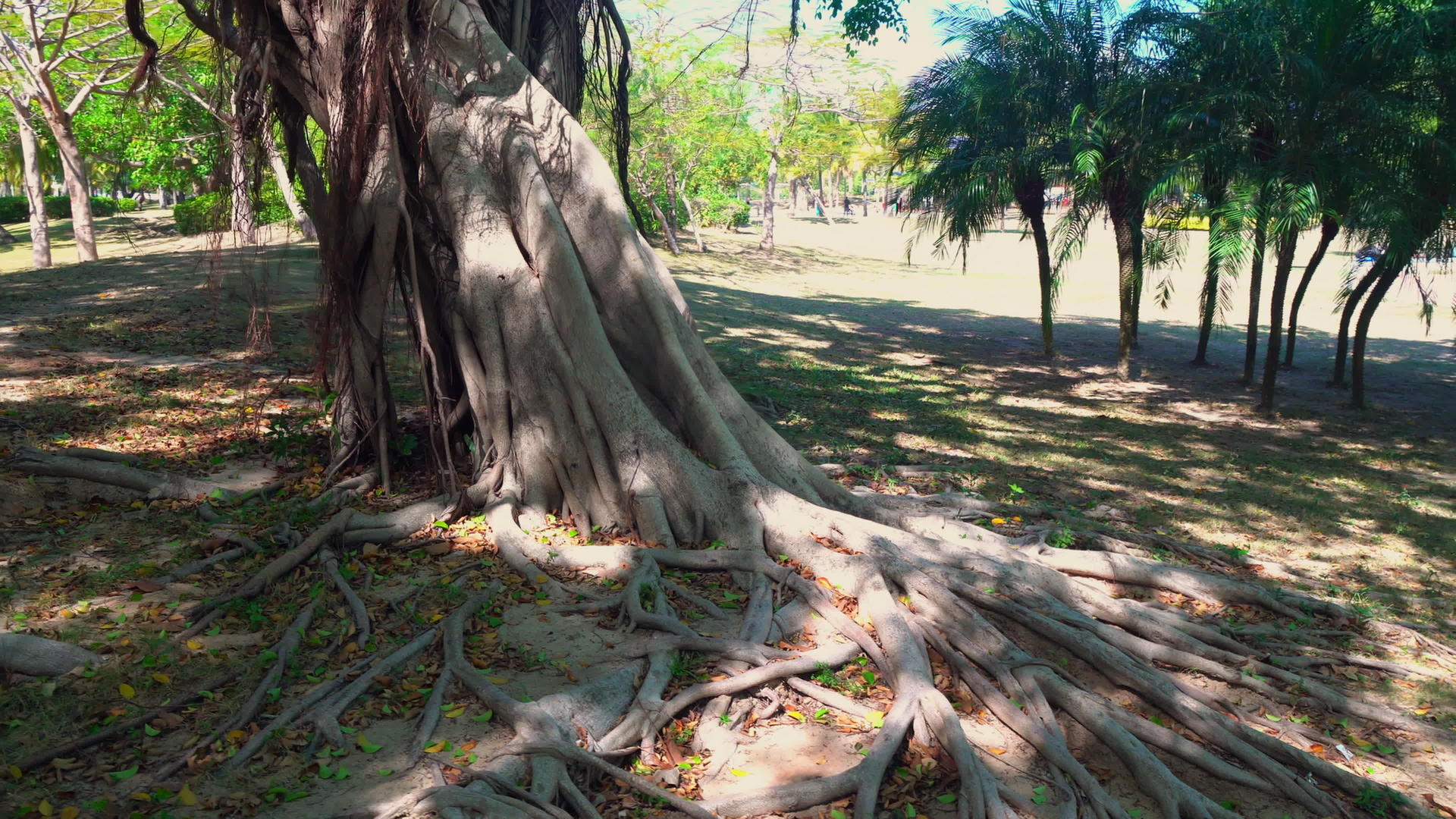 山内亚市公园的巨树视频的预览图