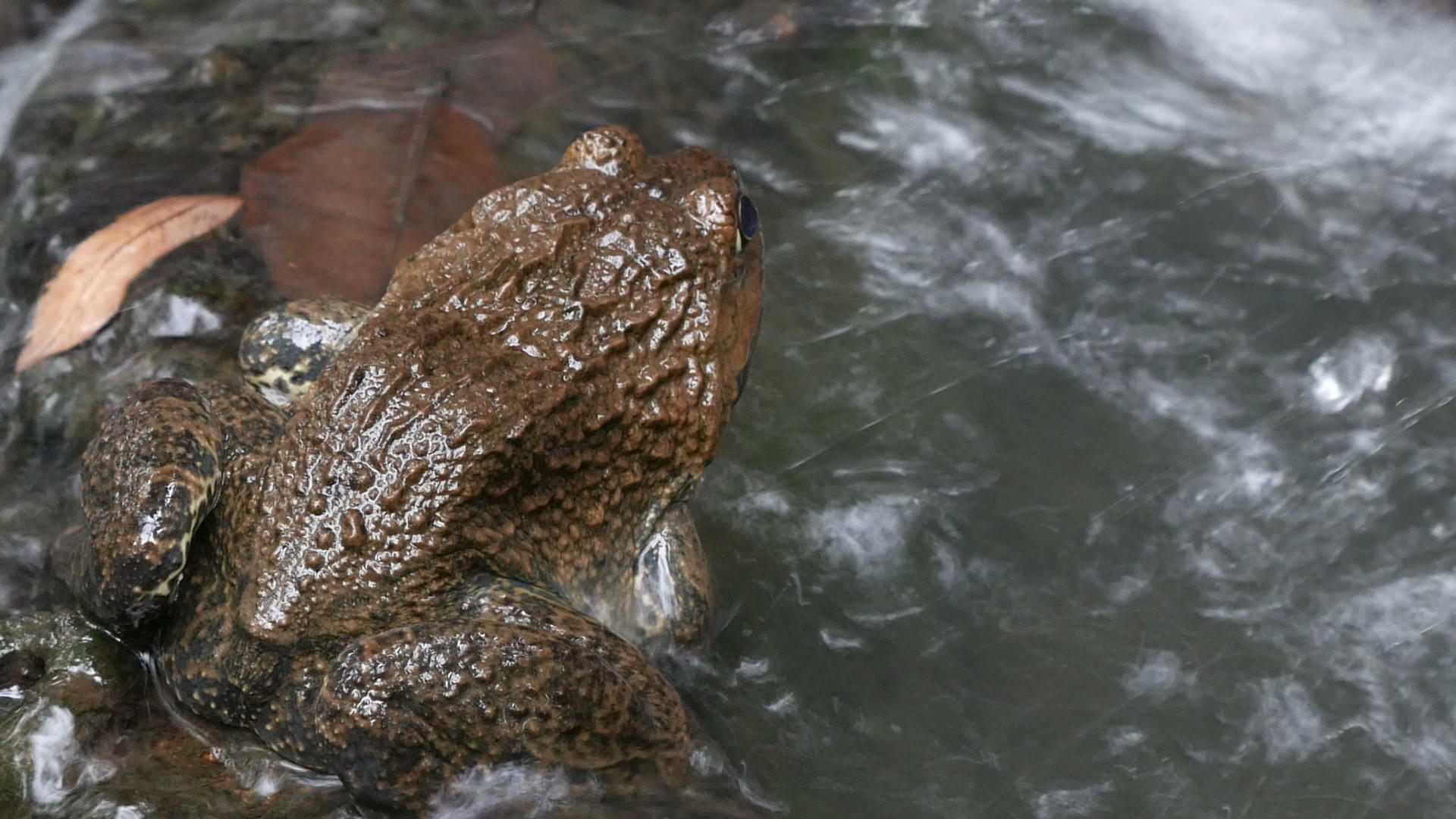 青蛙在水中视频的预览图