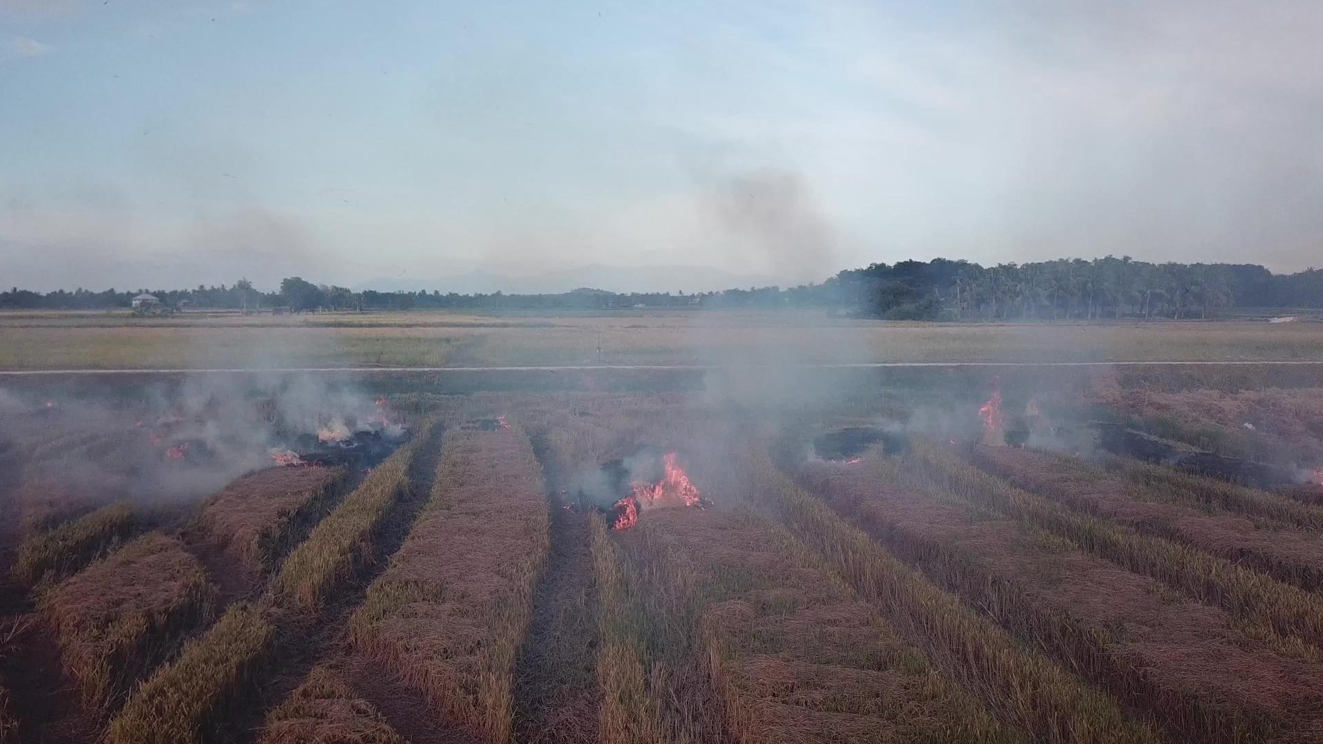Malaysia收获稻田燃烧视频的预览图