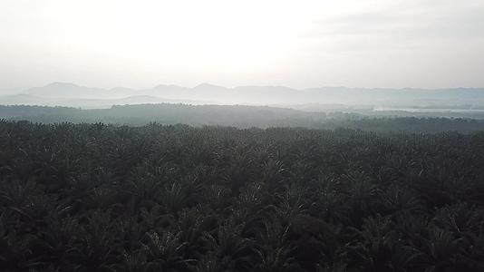 棕榈树种植视频的预览图