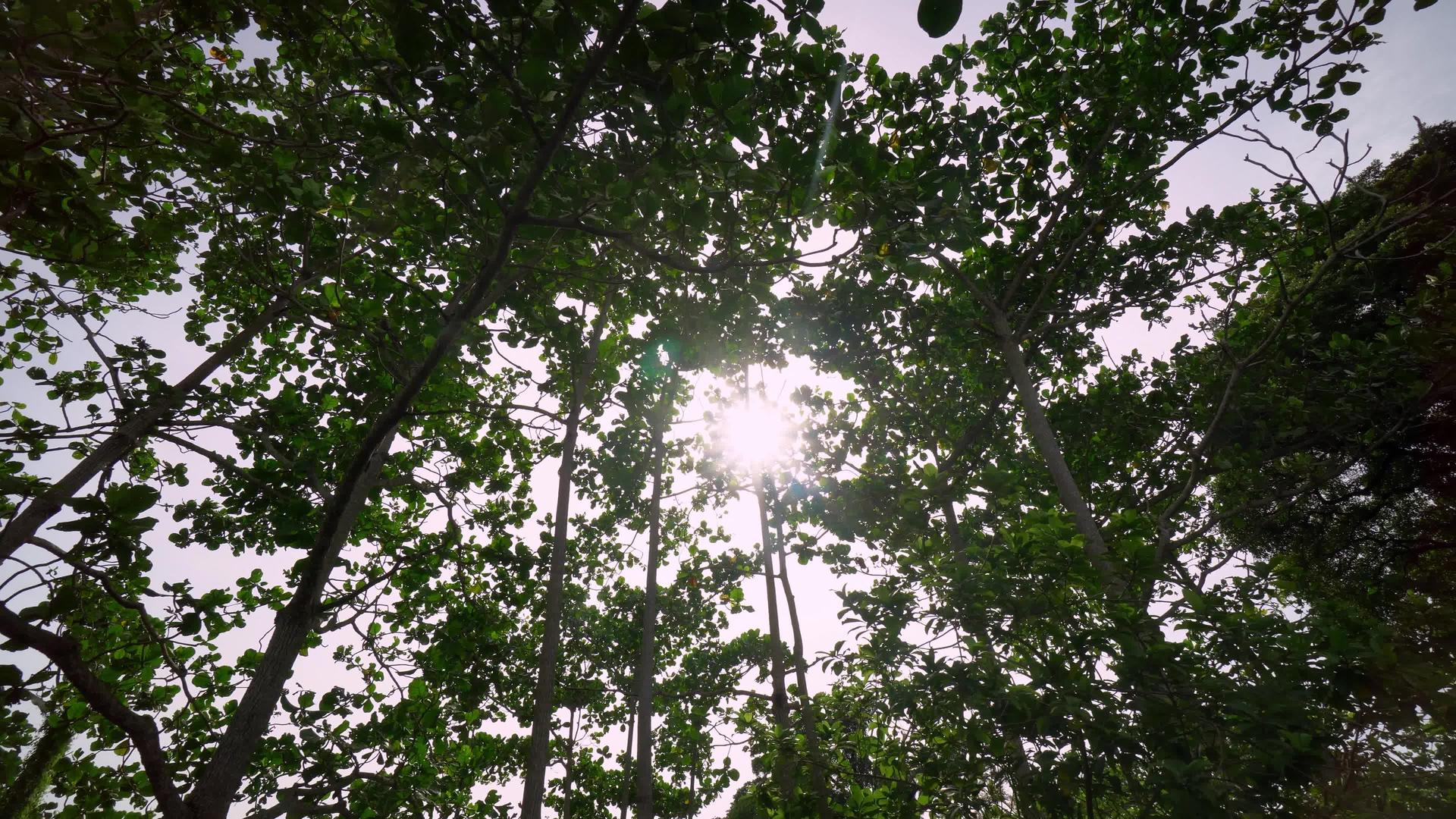 Malaysia绿色热带森林视频的预览图