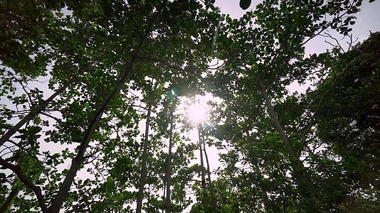 Malaysia绿色热带森林视频的预览图