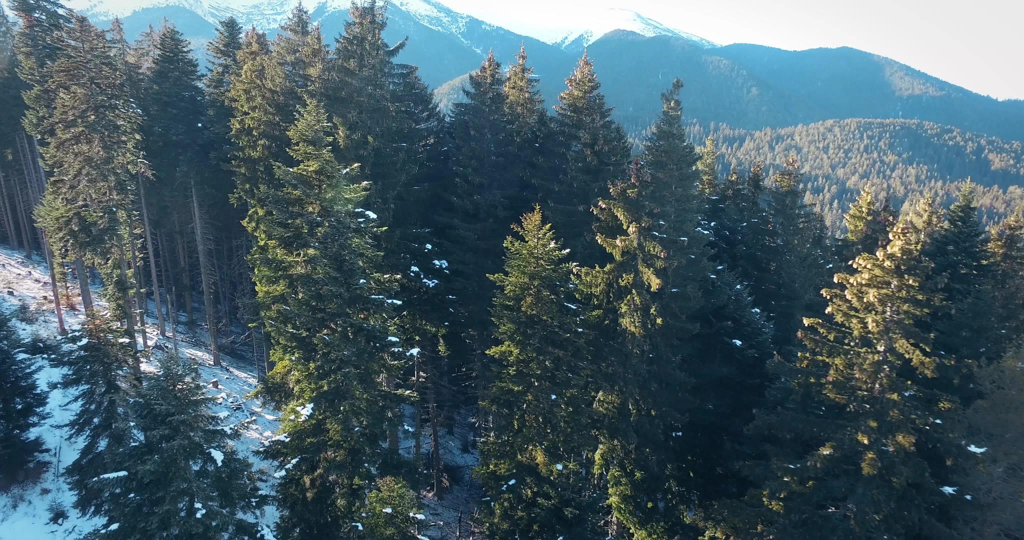 美丽的森林在空中飞过冬天有松树和山林视频的预览图