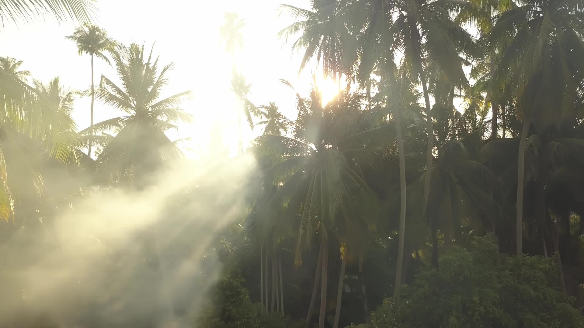 椰子农场烟雾及射线视频的预览图