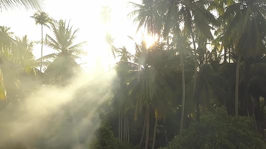 椰子农场烟雾及射线视频的预览图