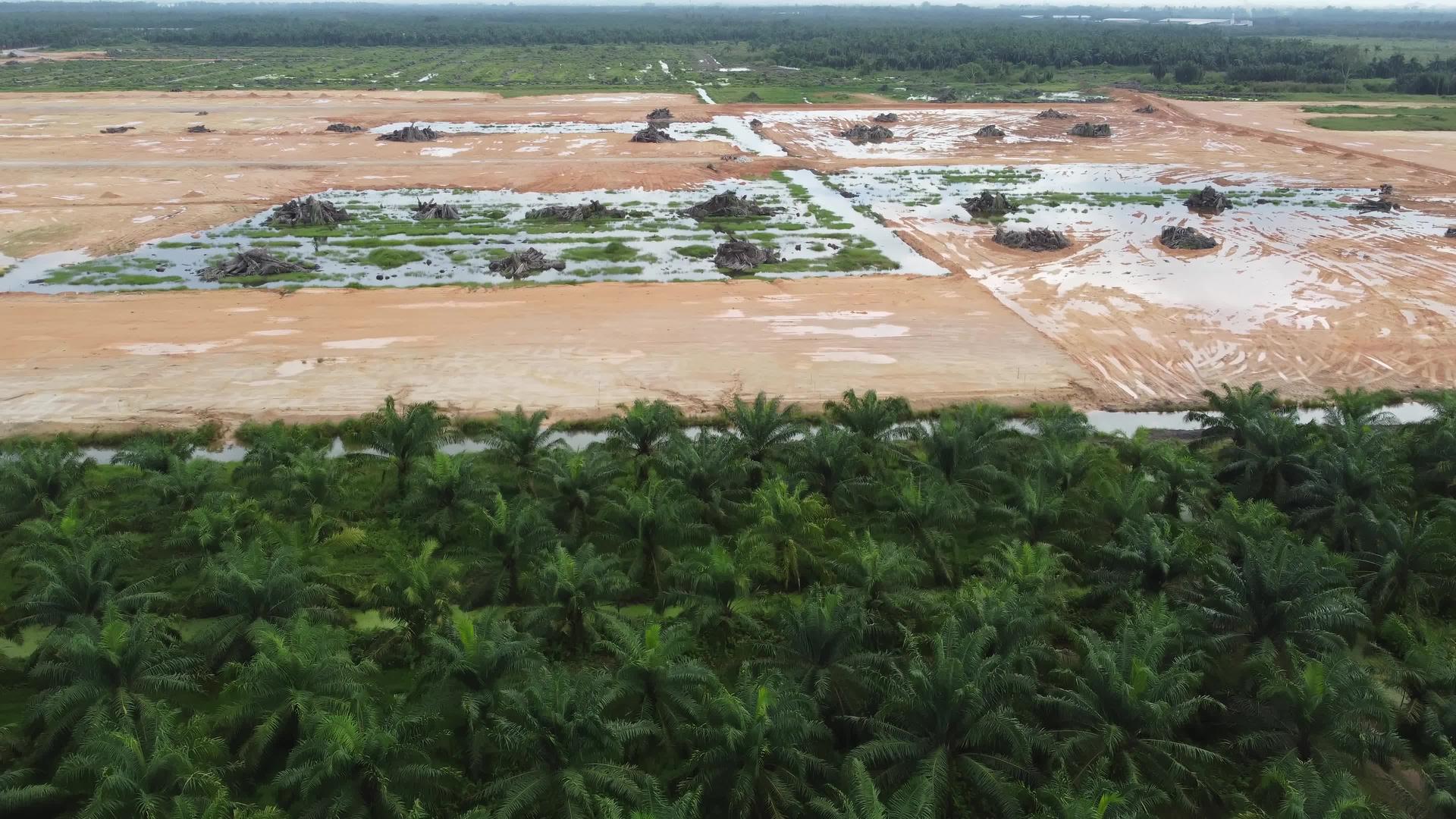 伐椰枣油和旱地视频的预览图