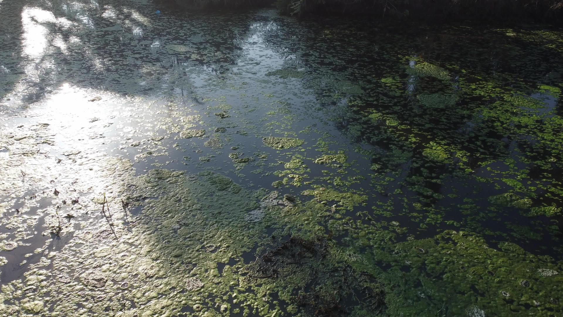 河流污染藻类流动视频的预览图