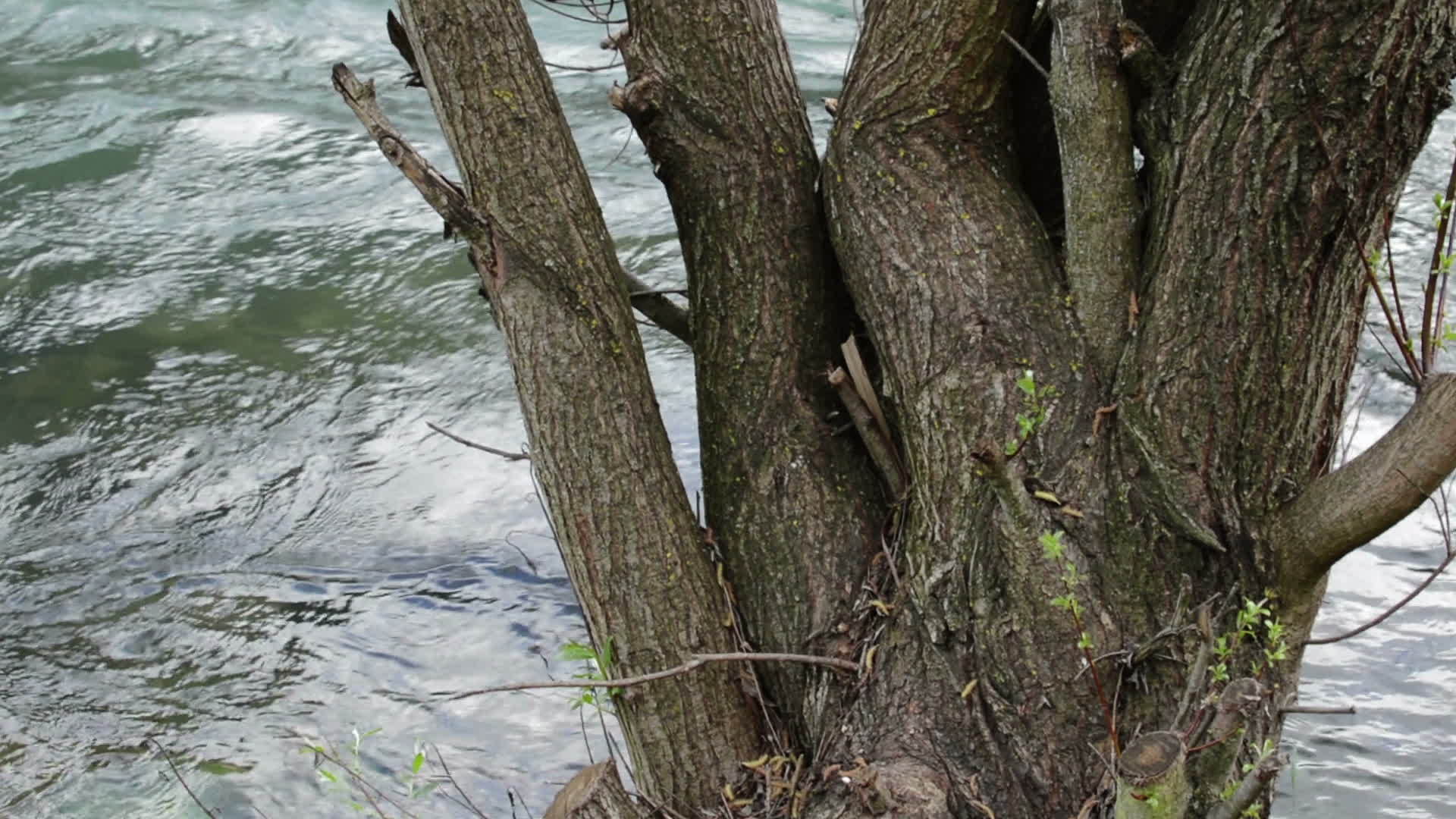 水流上的长树视频的预览图