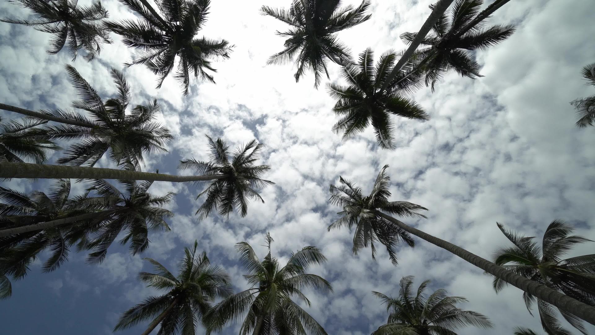 快速巡逻寻找椰子种植园视频的预览图