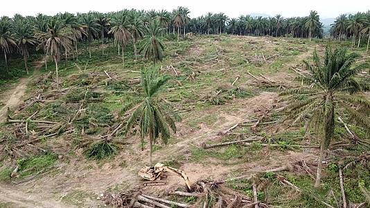 Malaysia油棕榈种植园的陆地上清空挖掘机视频的预览图