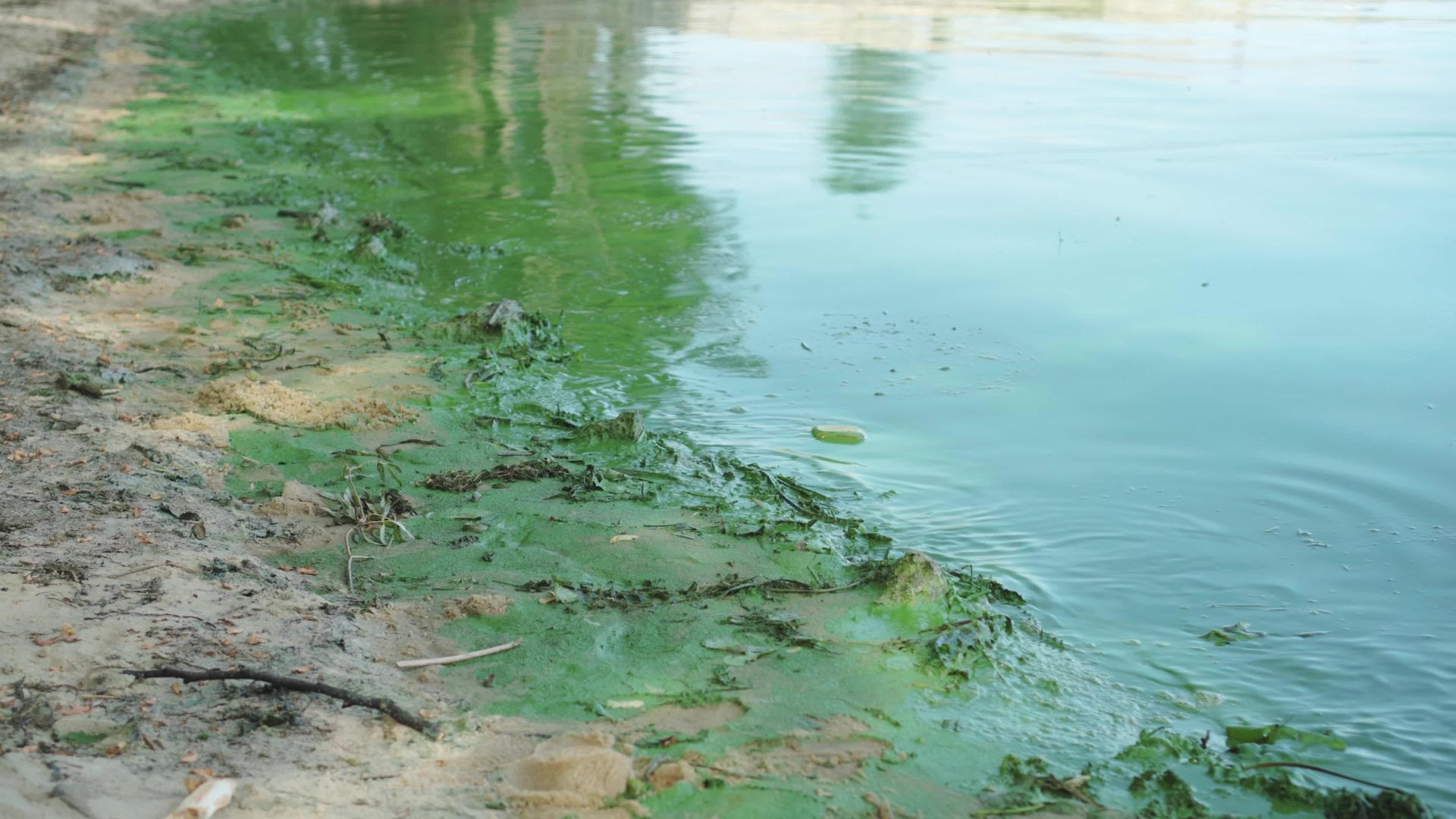 被污染的河流或湖岸被厚厚的绿色海藻层磷酸盐水污染视频的预览图