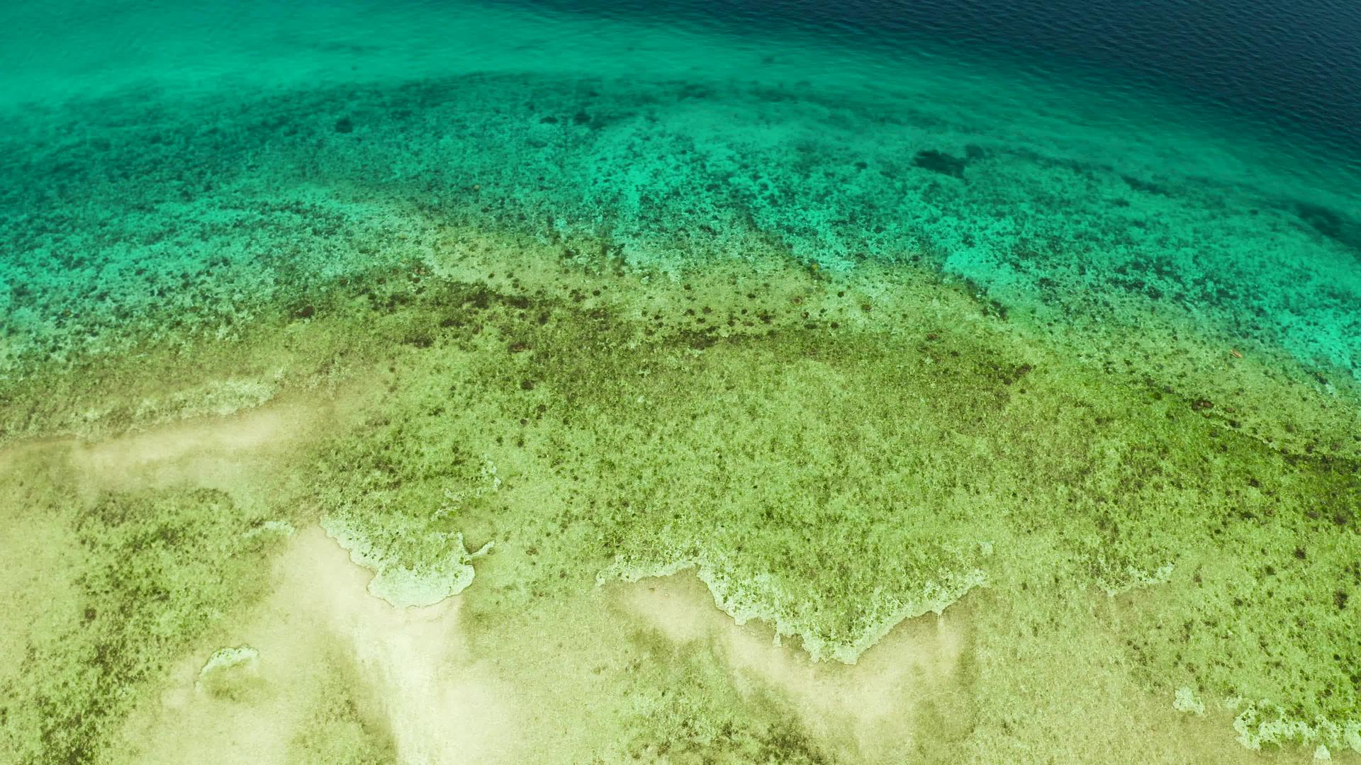 热带风格的蓝海和珊瑚礁视频的预览图