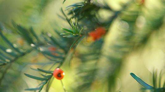 阳光下的红豆杉视频的预览图