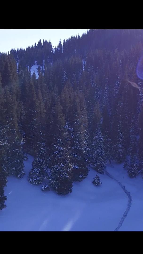 飞过雪山上的松树林拍摄视频的预览图