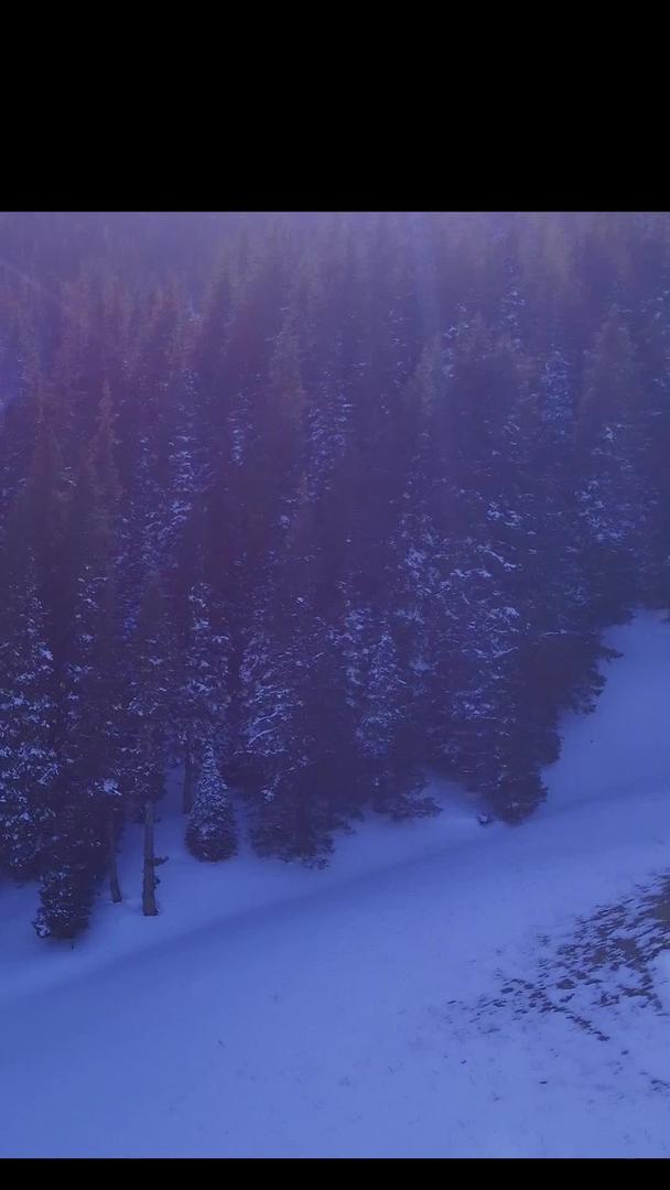 飞过雪山上的松树林拍摄视频的预览图