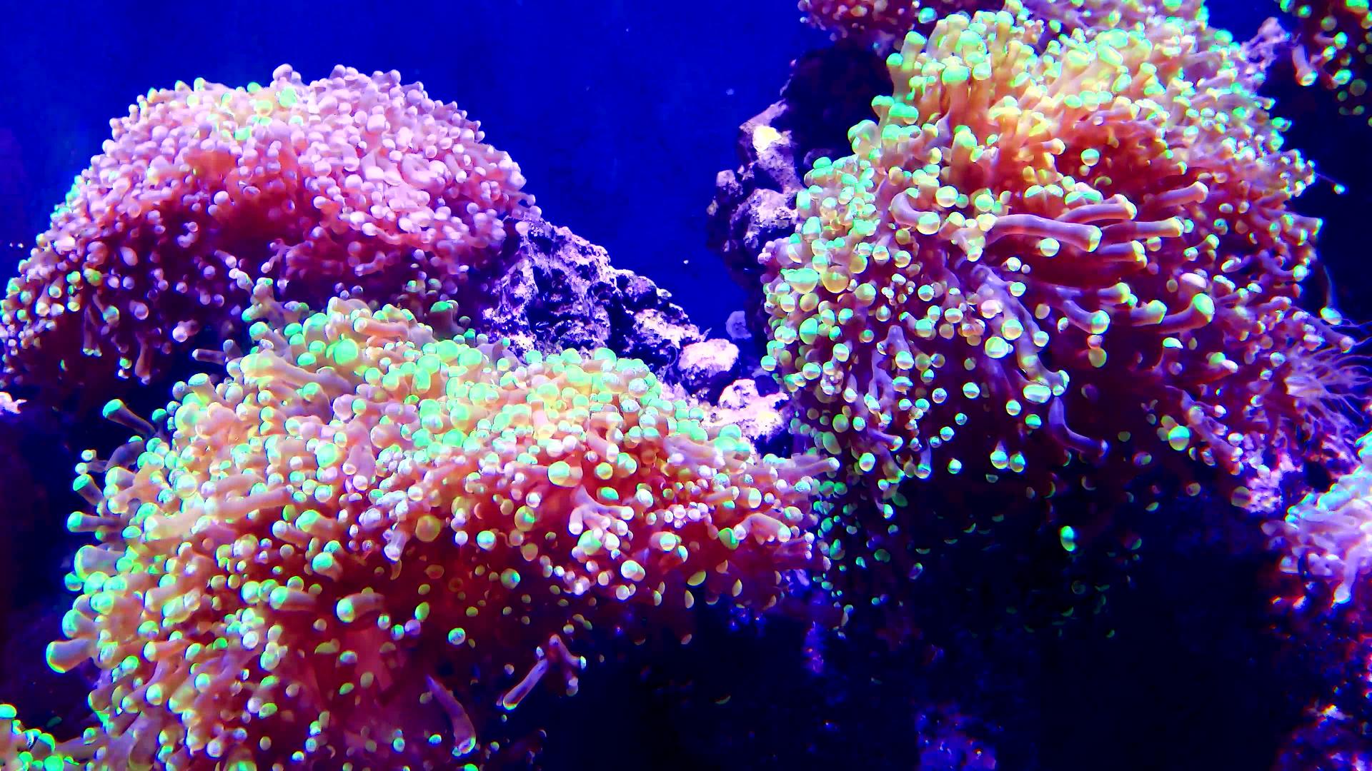 海洋水族馆的彩色珊瑚冒险水族馆凸轮新球衣a视频的预览图