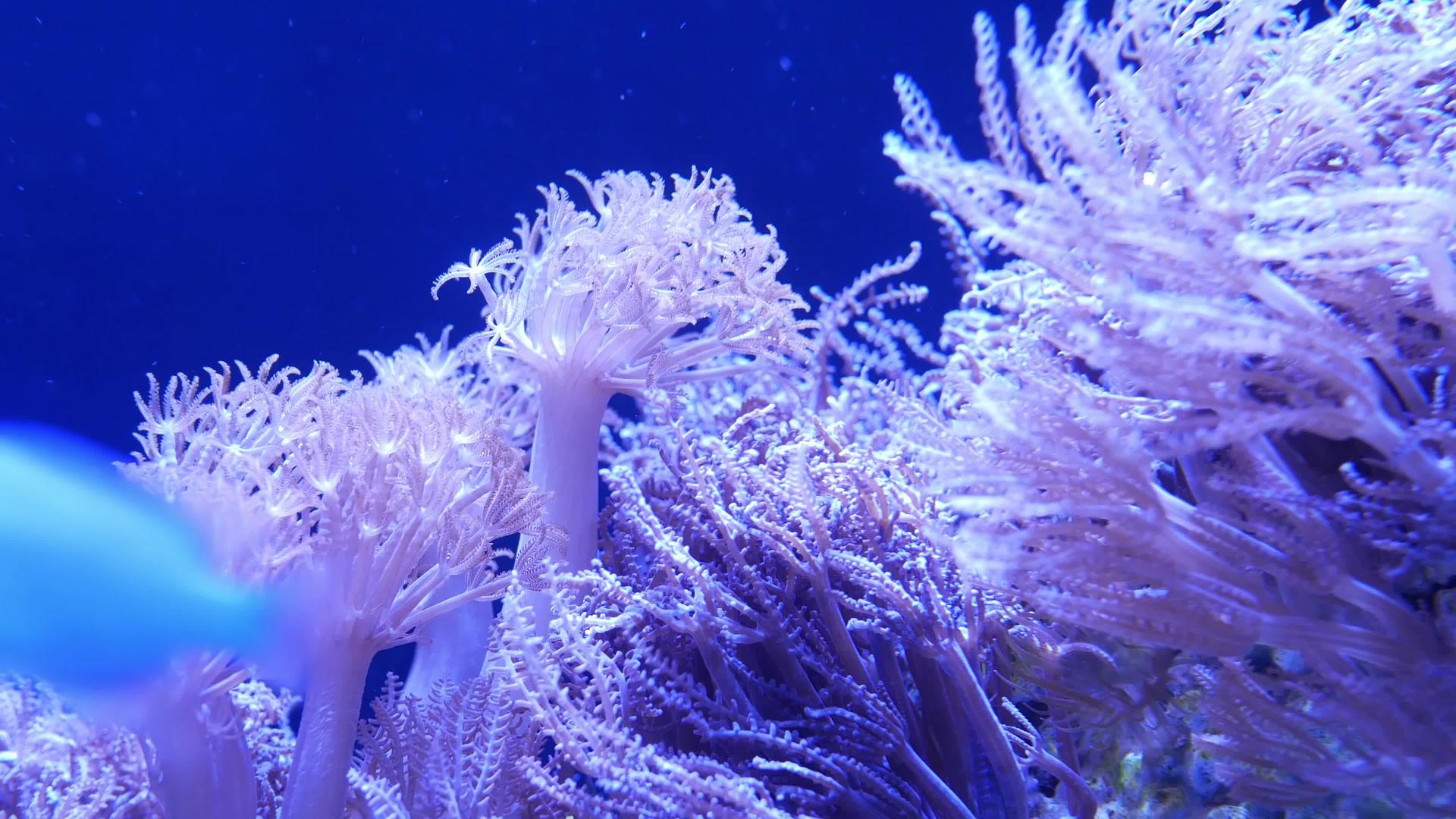 水族馆软珊瑚特写Anthelia和Euphyllia视频的预览图