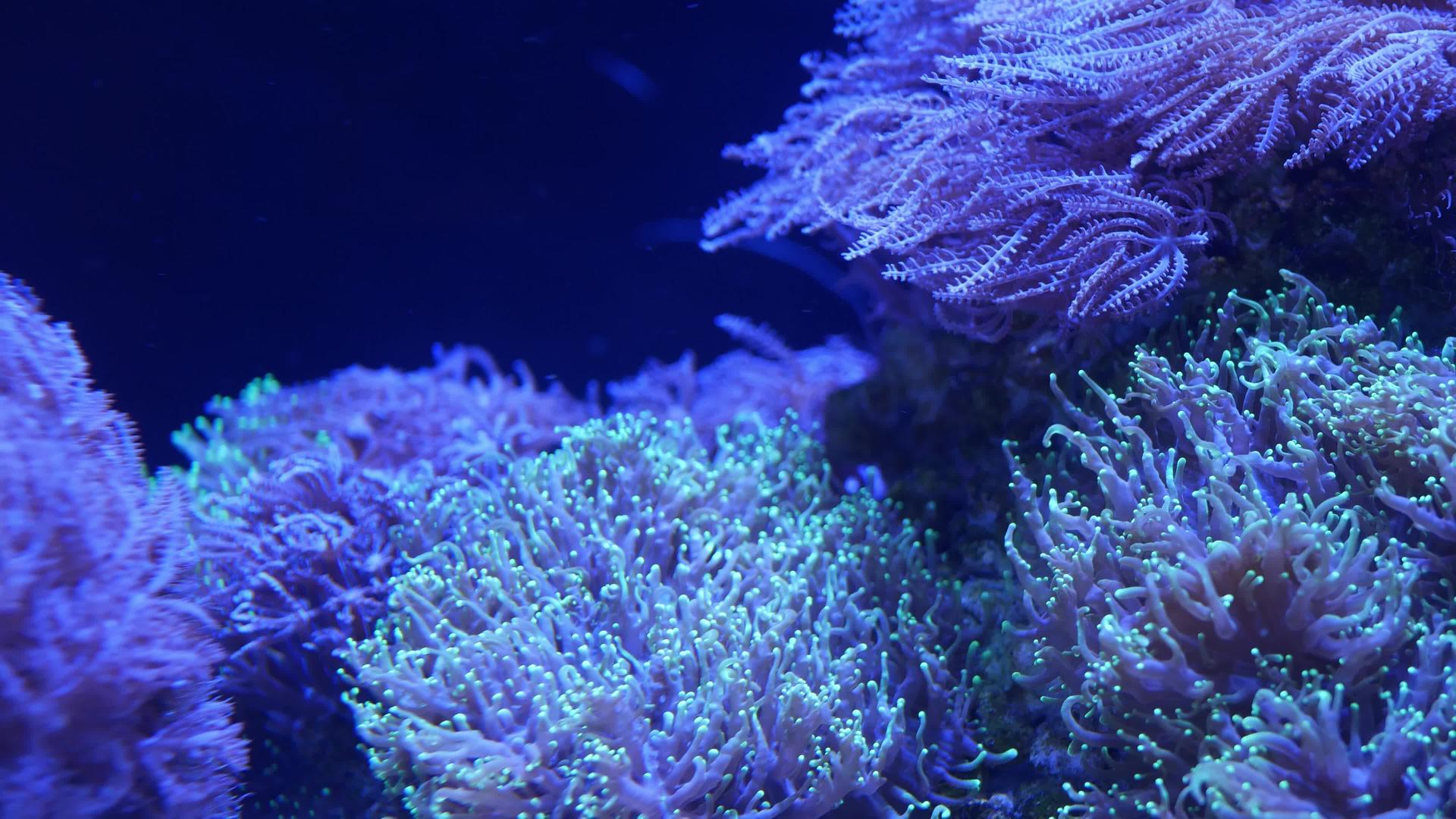 水族馆软珊瑚特写Anthelia和Euphyllia视频的预览图