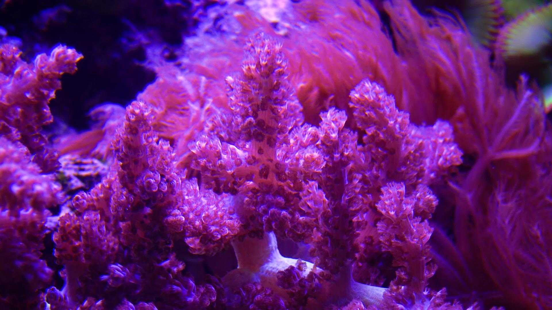 海洋水族馆的彩色珊瑚冒险水族馆凸轮新球衣a视频的预览图