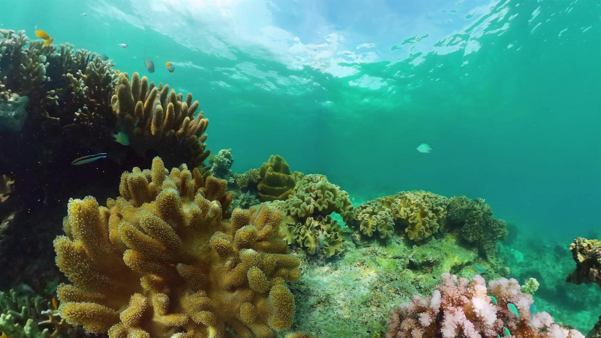 珊瑚花园海景多彩热带珊瑚哲学视频的预览图