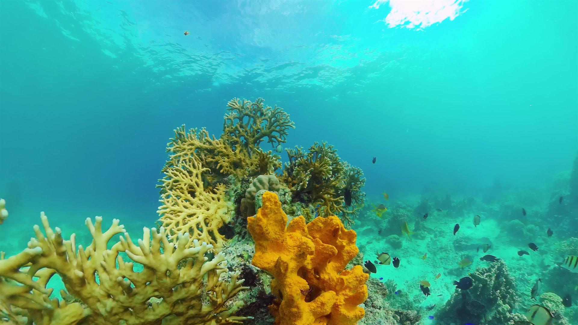 珊瑚花园海景多彩热带珊瑚哲学视频的预览图